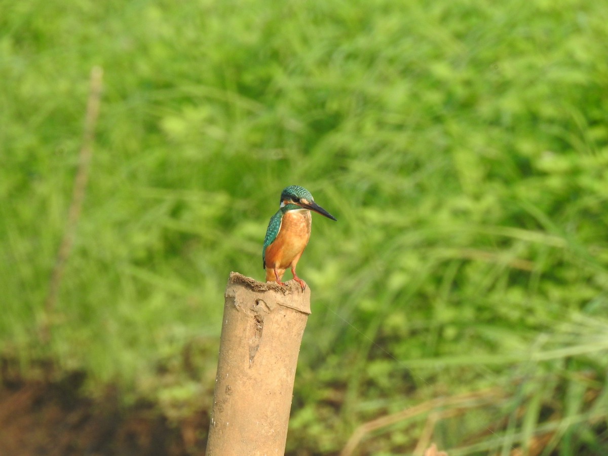 Common Kingfisher - ML197674731