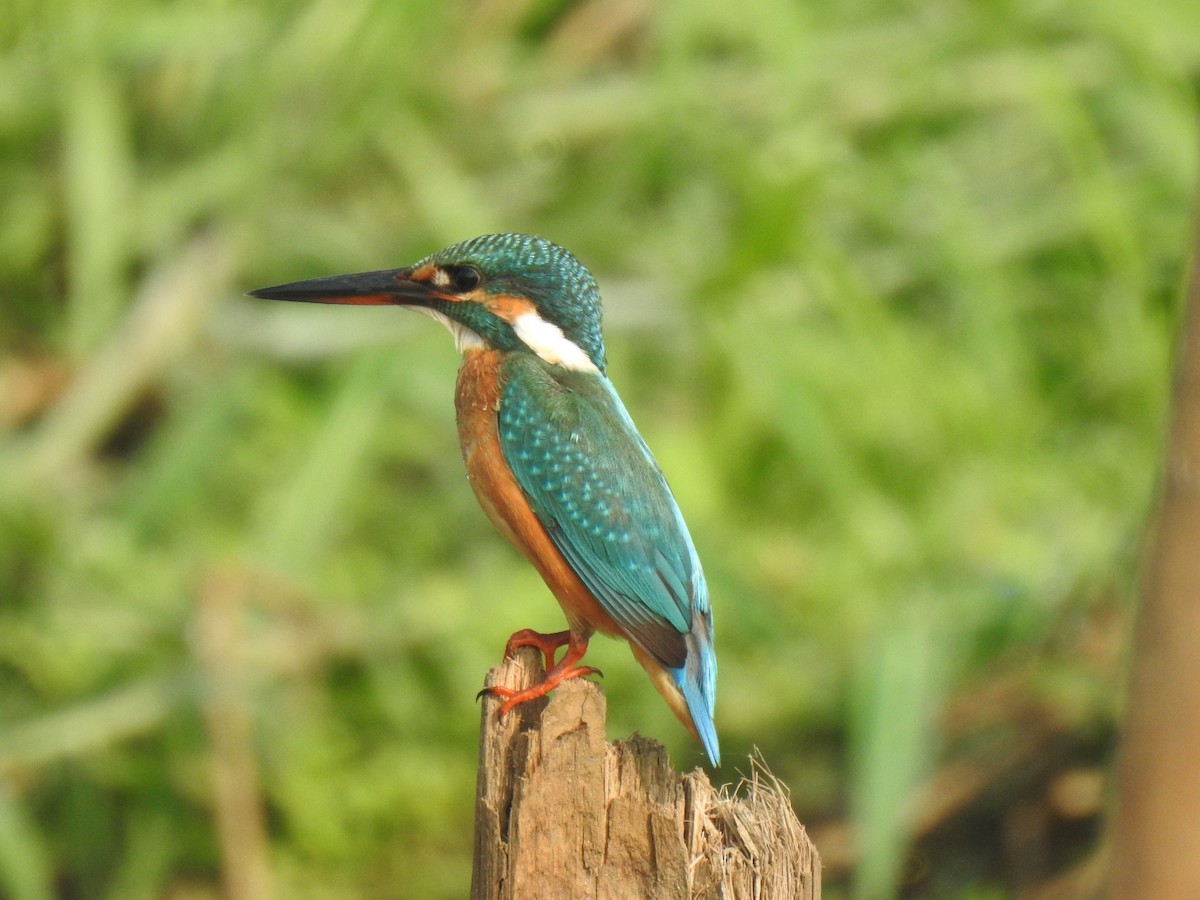 Common Kingfisher - ML197674751