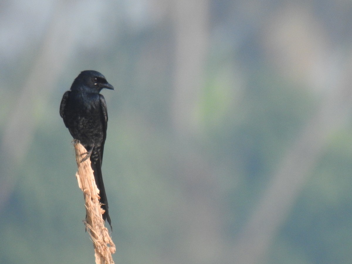 Black Drongo - ML197674791