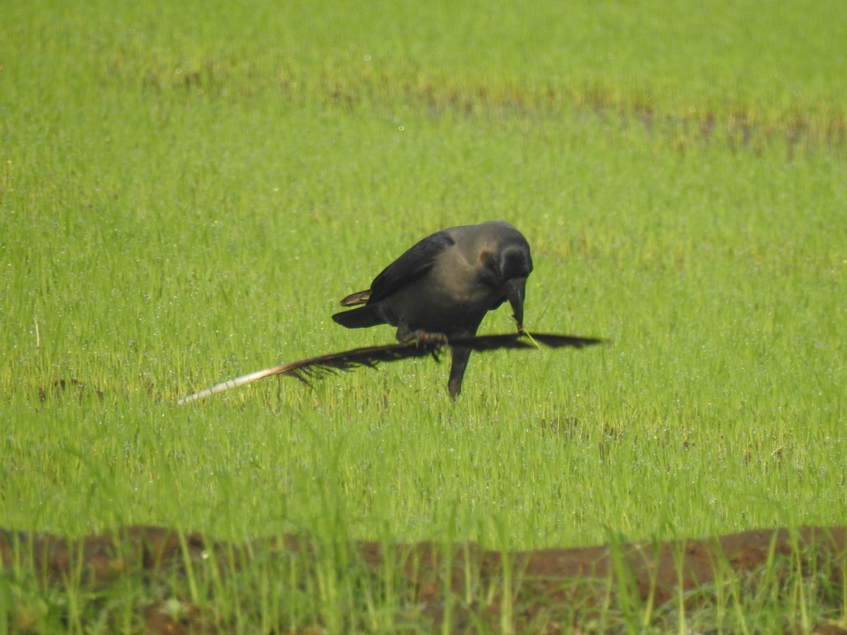 House Crow - ML197674901