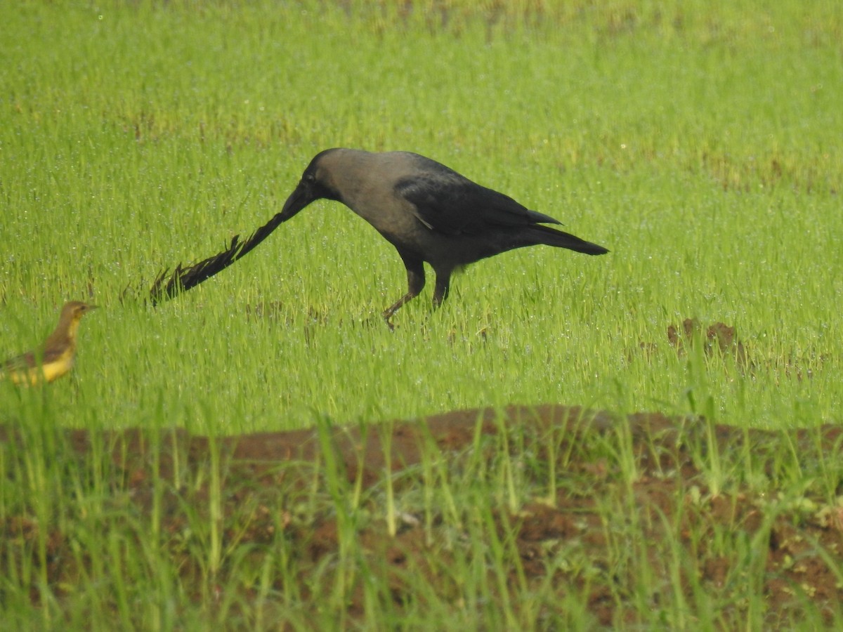 House Crow - ML197674921