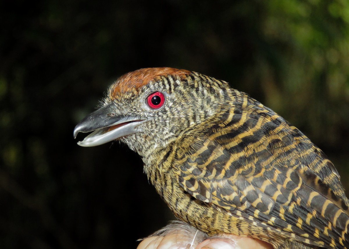 Fasciated Antshrike - ML197675071