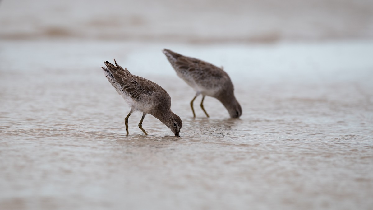 Short-billed Dowitcher - Mathurin Malby