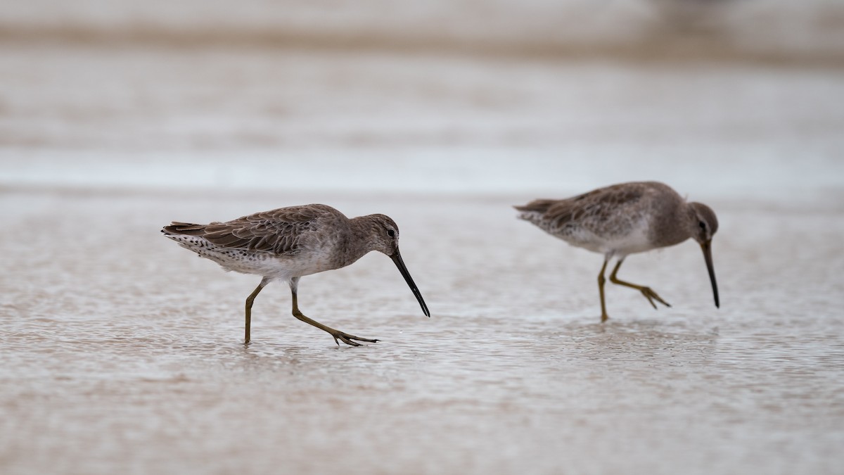 Short-billed Dowitcher - Mathurin Malby