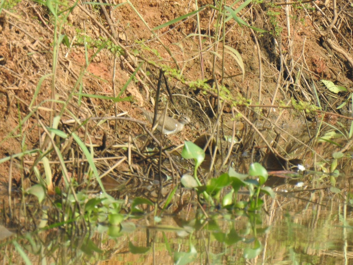 Common Sandpiper - ML197676041