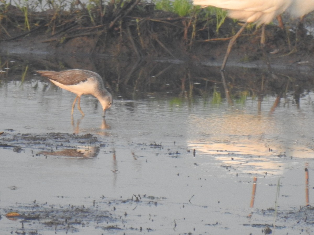 Common Greenshank - ML197676121