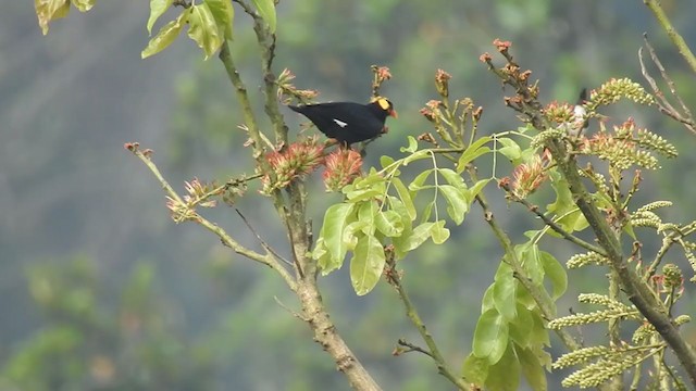 Southern Hill Myna - ML197676251