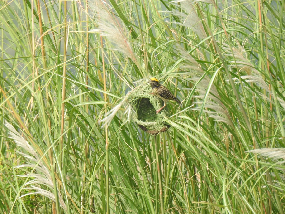 Streaked Weaver - ML197676341