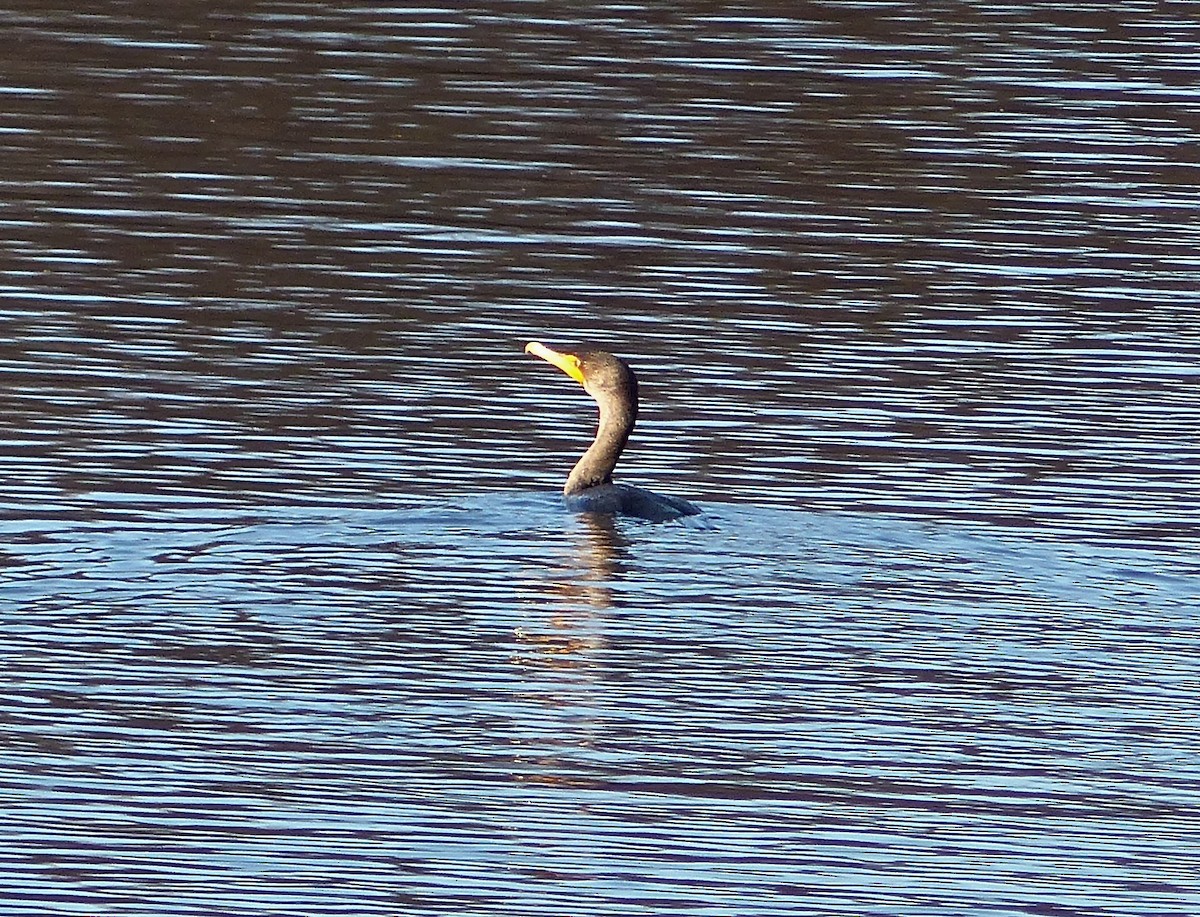 Cormoran à aigrettes - ML197676461