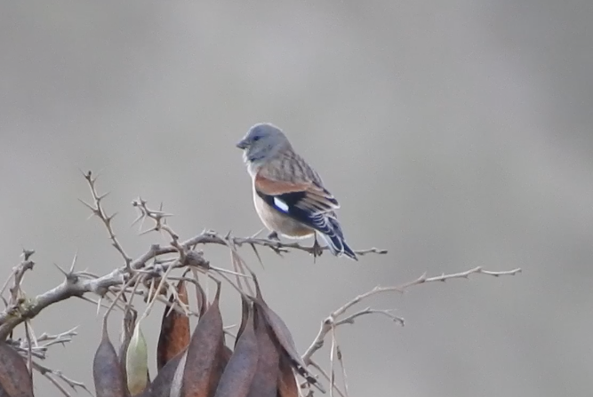 Yemen Linnet - ML197676741