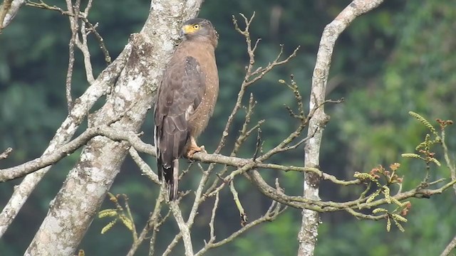 Crested Serpent-Eagle - ML197678861