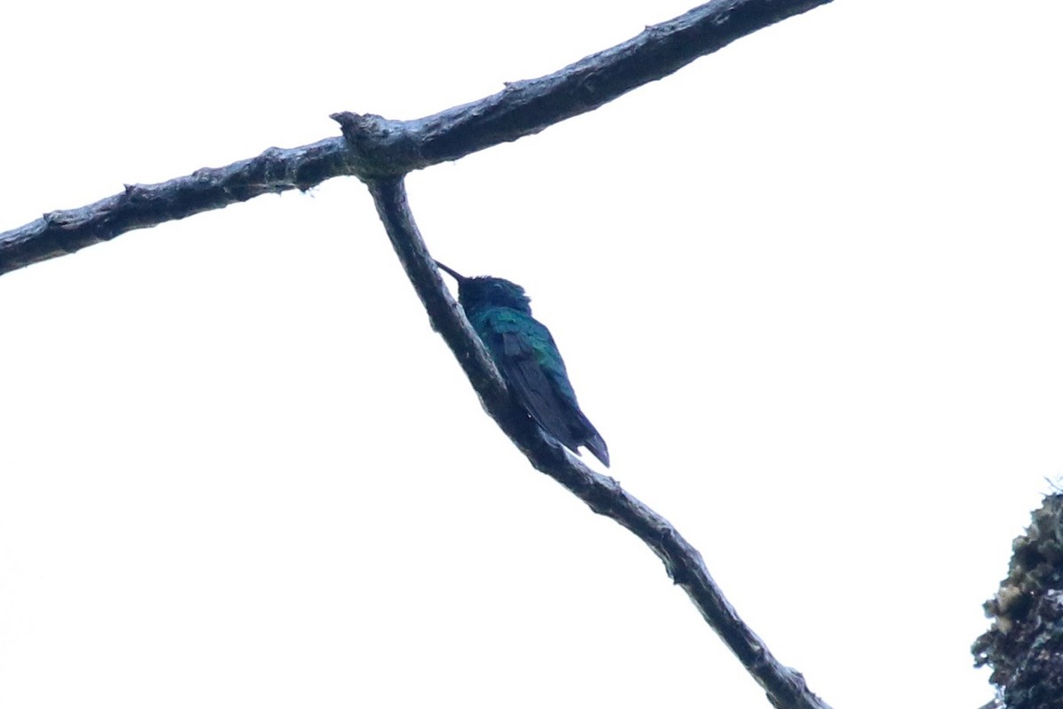 kolibřík modrouchý - ML197679451