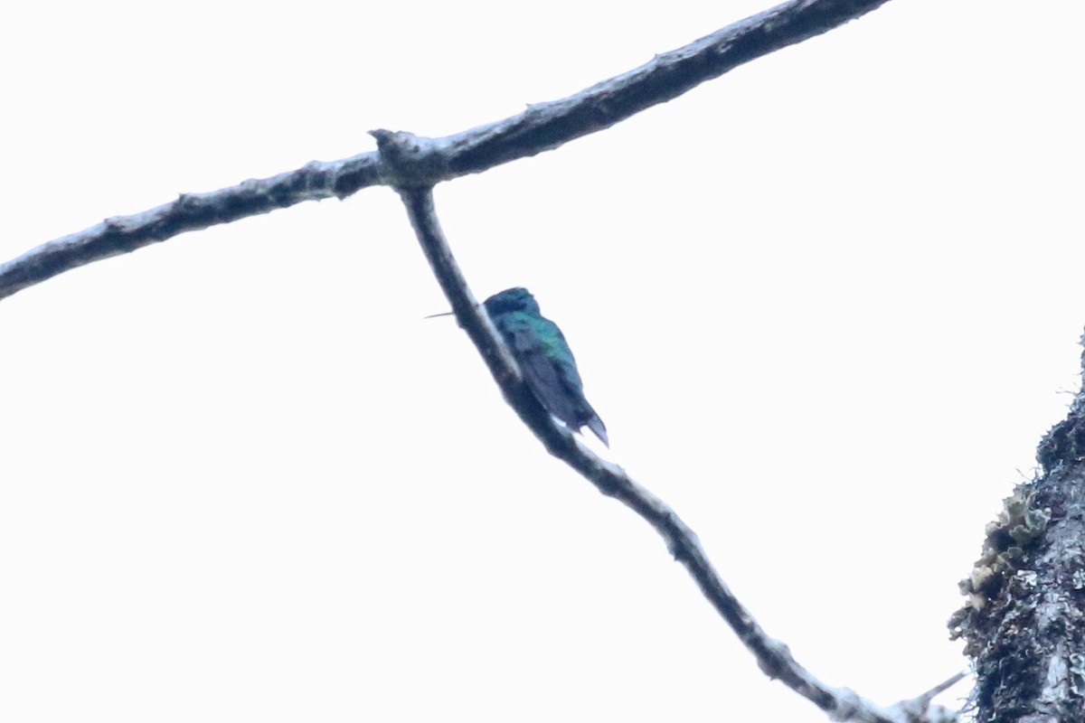 kolibřík modrouchý - ML197679461