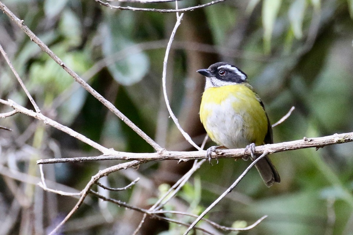 Sooty-capped Chlorospingus - Glen Chapman