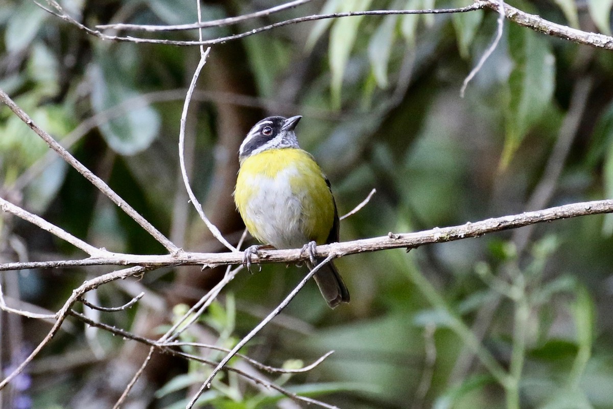 Sooty-capped Chlorospingus - Glen Chapman