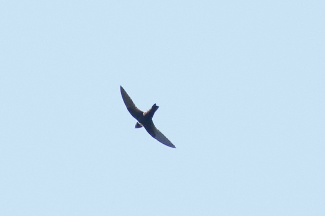 White-collared Swift - Glen Chapman