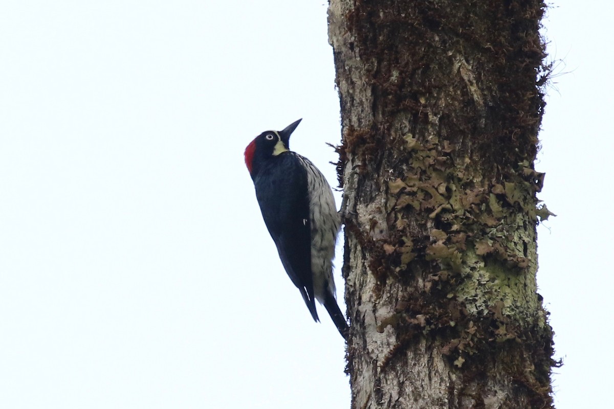 Acorn Woodpecker - Glen Chapman