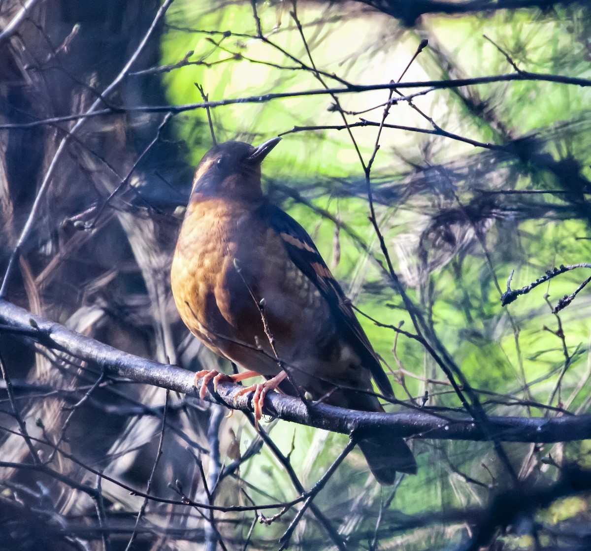 Varied Thrush - ML197681231