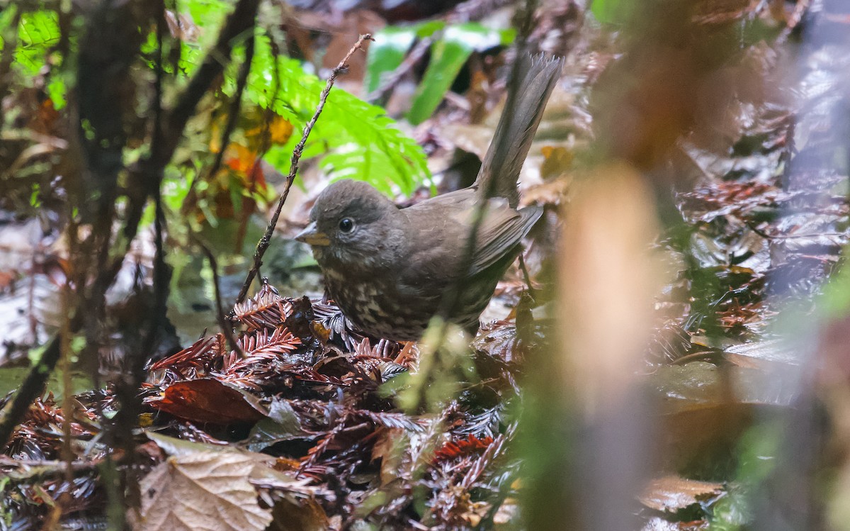 Fox Sparrow - ML197681271