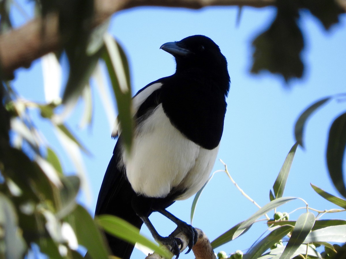 Asir Magpie - ML197681281