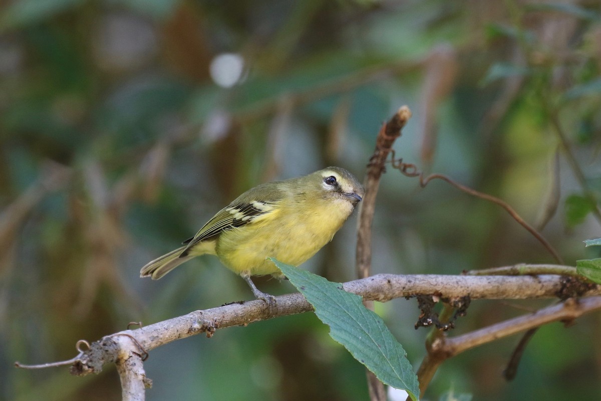 Yellow-winged Vireo - ML197681631