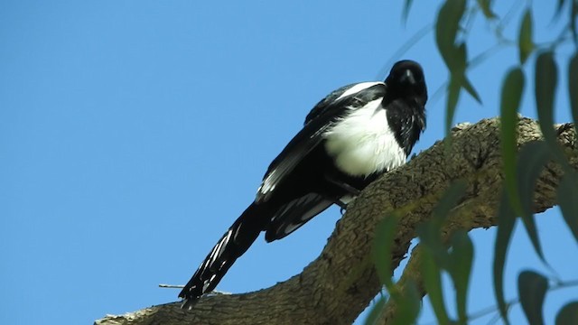 Asir Magpie - ML197681641