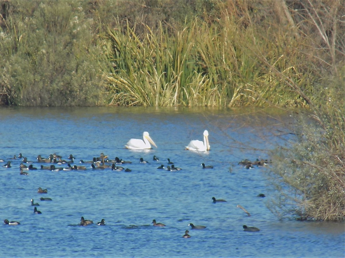 Nashornpelikan - ML197681661