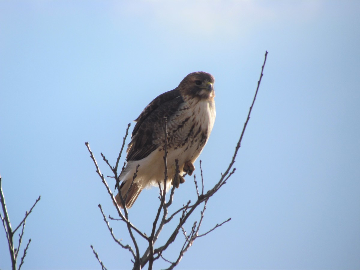 Red-tailed Hawk - ML197681901