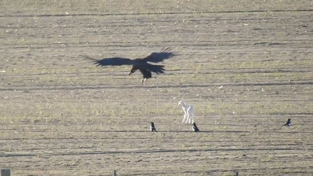 Cinereous Vulture - ML197681981