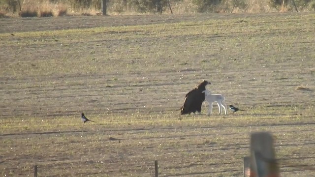 Cinereous Vulture - ML197682011