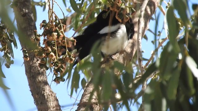 Asir Magpie - ML197682131