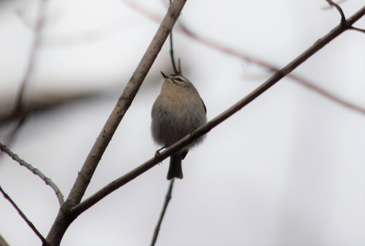 Golden-crowned Kinglet - ML197682341