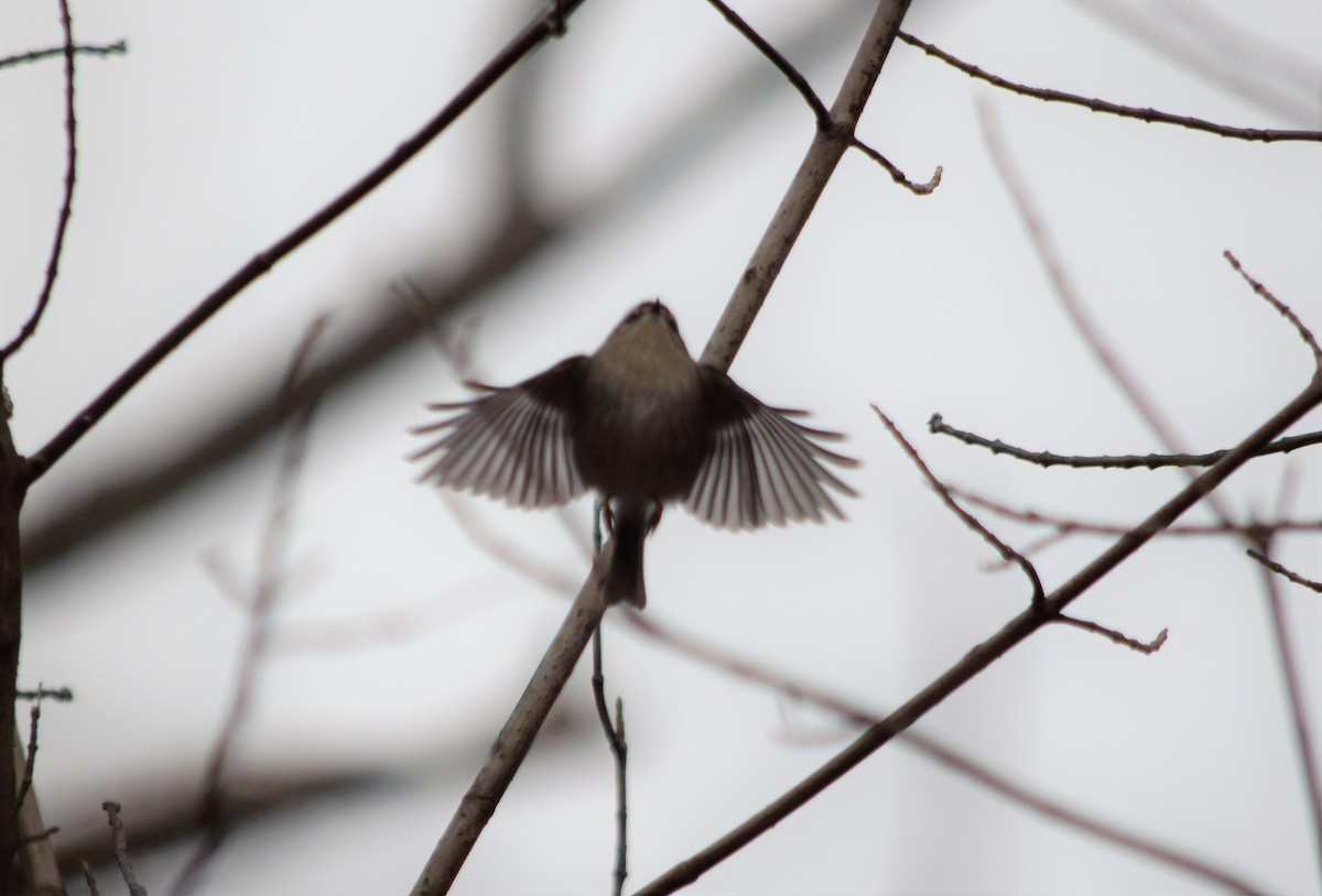 Golden-crowned Kinglet - ML197682391