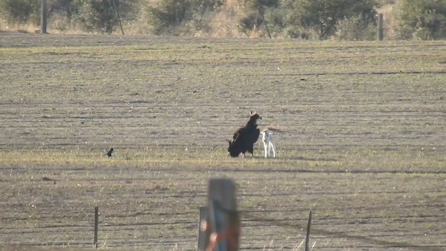 Cinereous Vulture - ML197682401