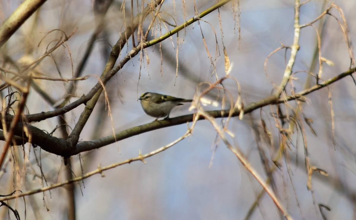 Golden-crowned Kinglet - Anne Mytych