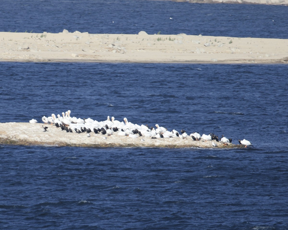 American White Pelican - Mickey Dyke