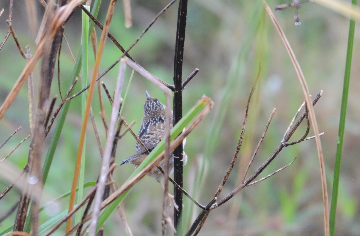 Sedge Wren - ML197685731