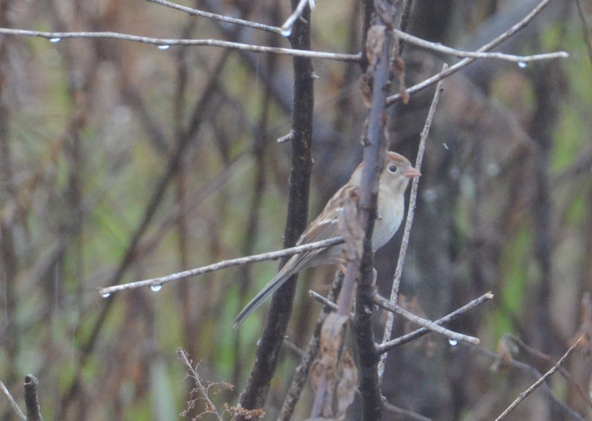 Field Sparrow - ML197685741
