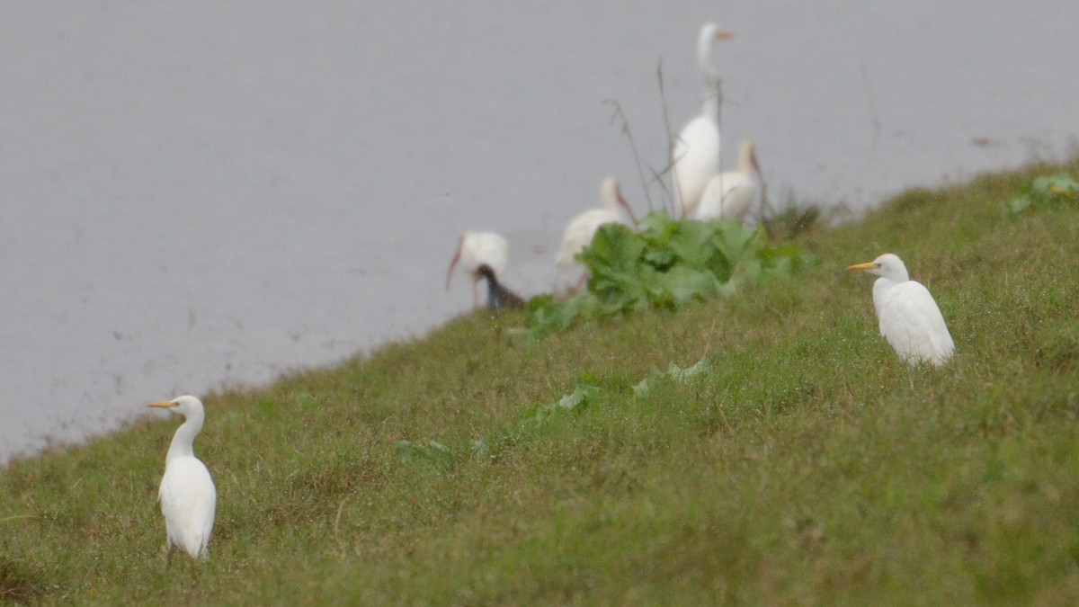 Western Cattle-Egret - ML197685761