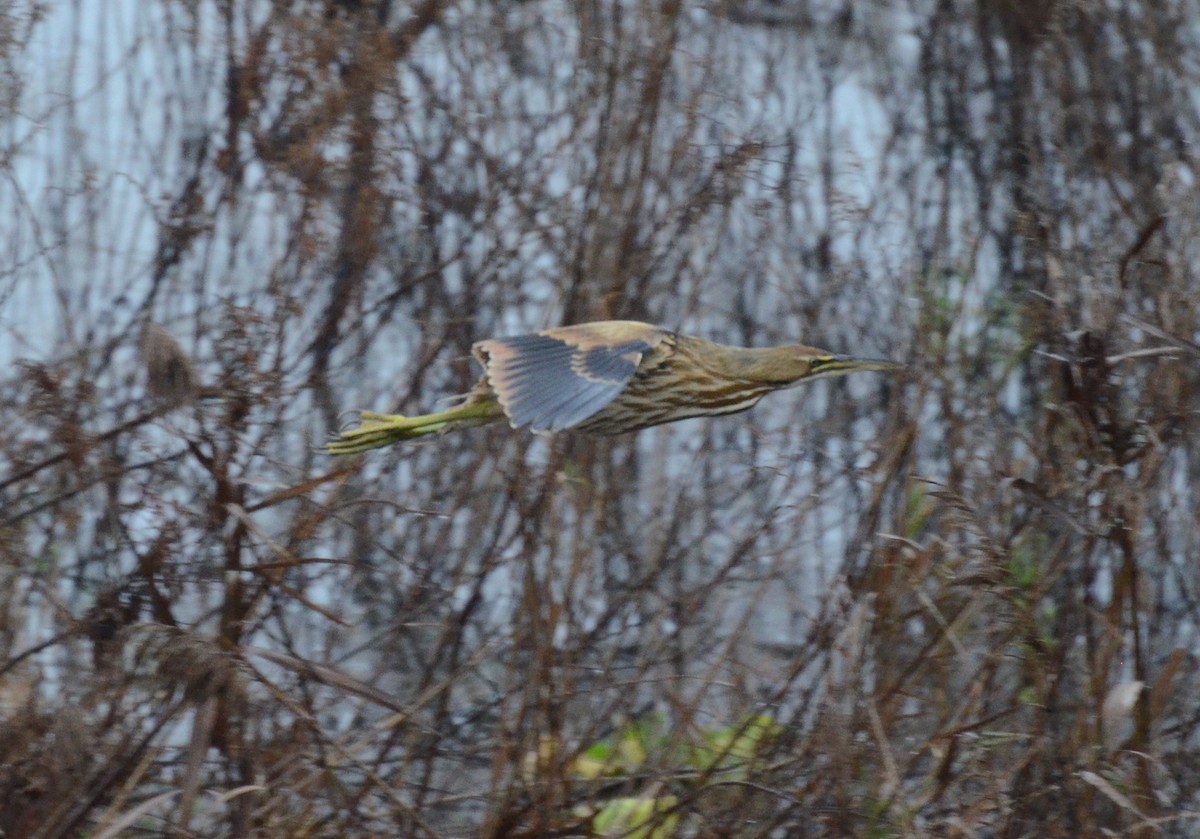 American Bittern - ML197685811