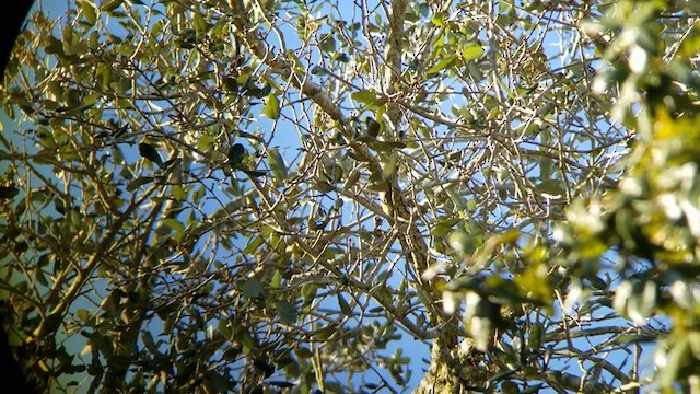 Audubon's Oriole - ML197688281