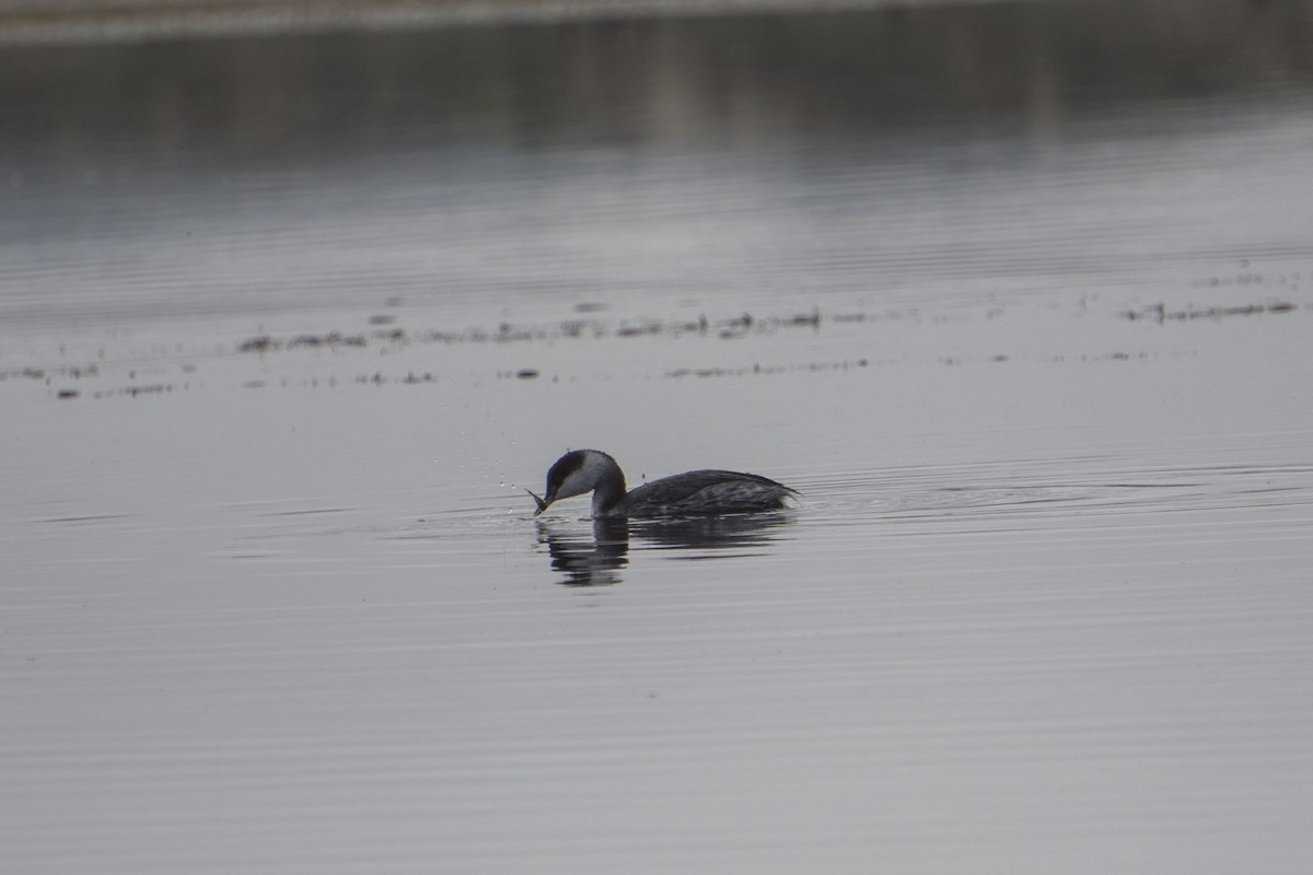 Horned Grebe - ML197689511