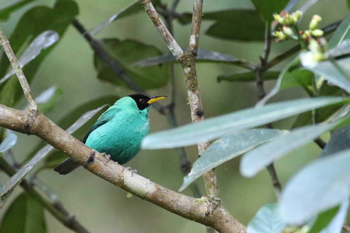 Green Honeycreeper - ML197690151