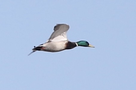 Canard colvert - ML197690191