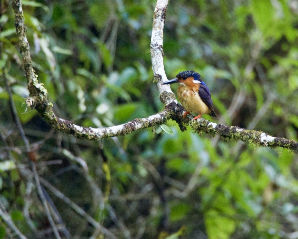 Malagasy Kingfisher - Bitty Roy