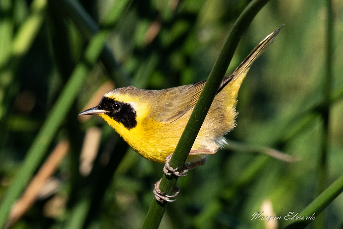 Belding's Yellowthroat - ML197693321