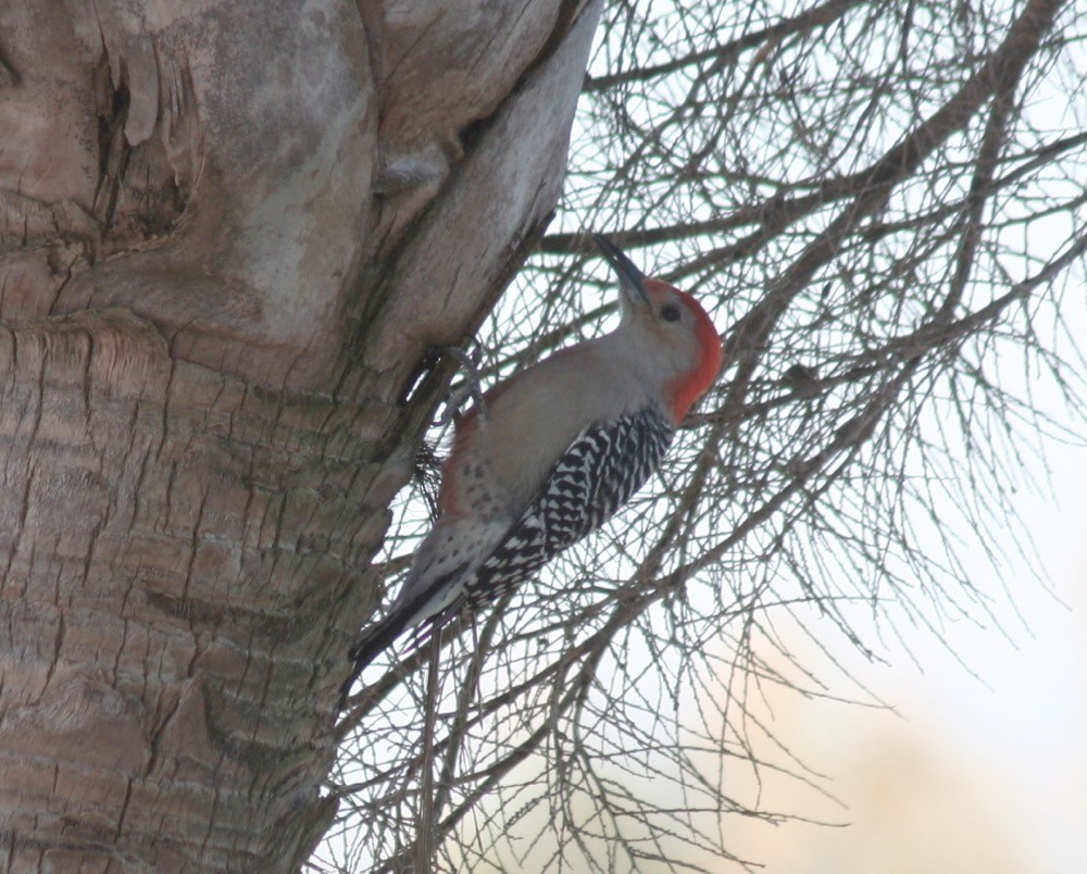 Red-bellied Woodpecker - ML197694851