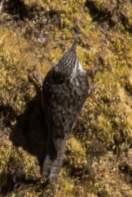 Bar-tailed Treecreeper - ML197695911