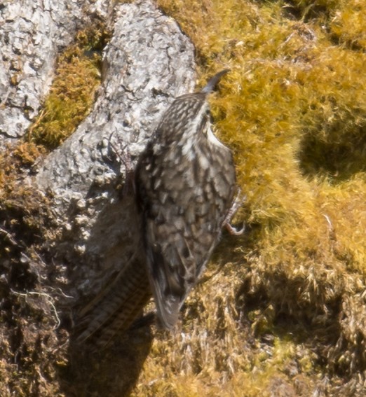 Bar-tailed Treecreeper - ML197695921