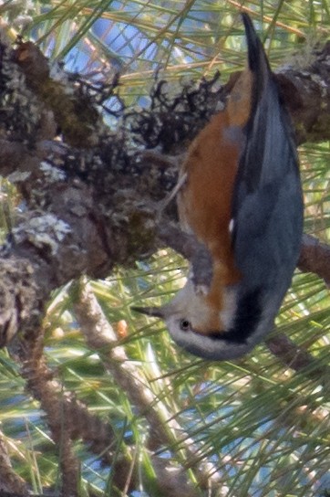 White-browed Nuthatch - William Stephens